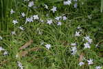 Star-of-Bethlehem <BR>Springstar